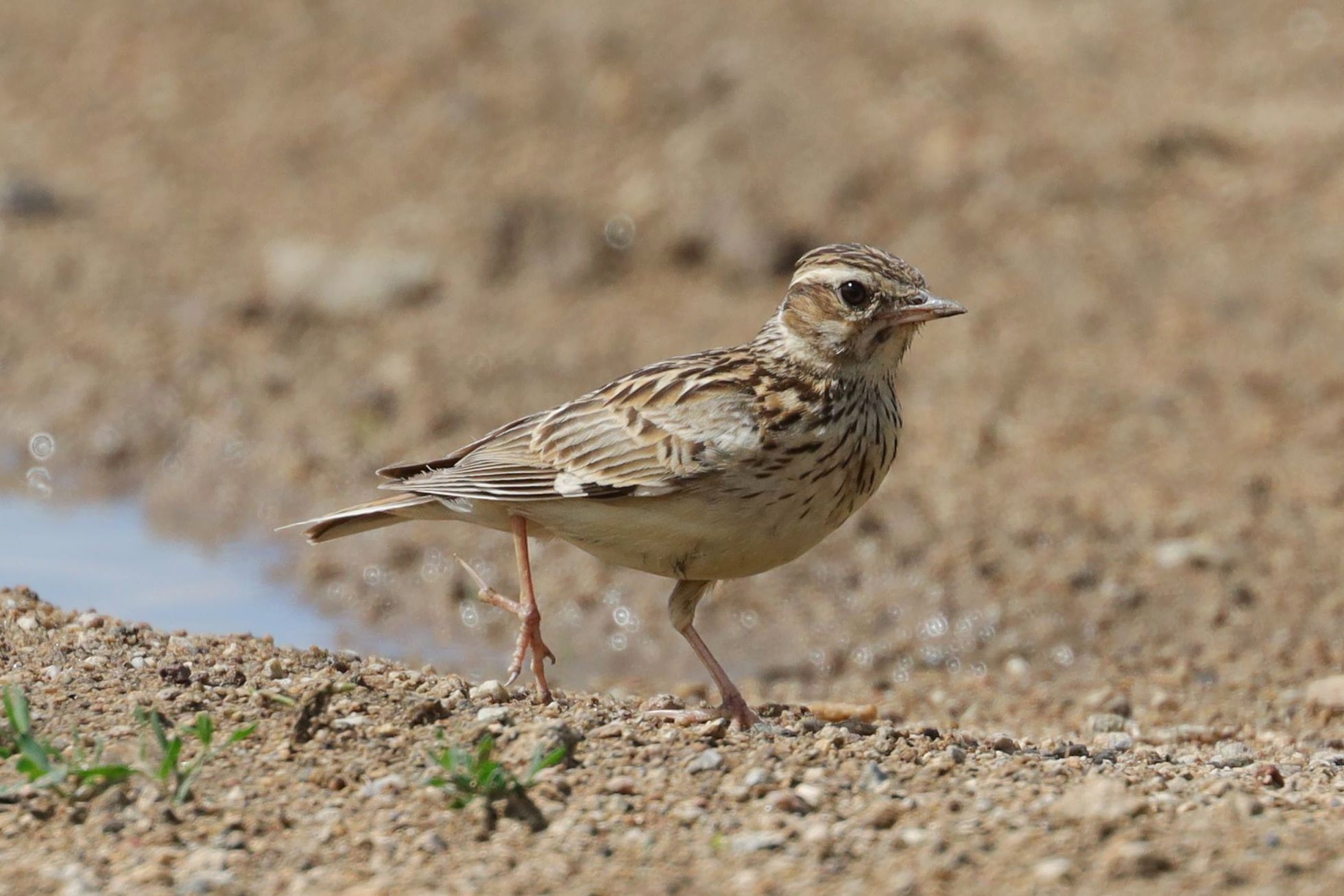 Skřivan lesní (Lullula arborea) Skřivan lesní (Lullula arborea)