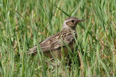 Skřivan lesní (Lullula arborea) Skřivan lesní (Lullula arborea)