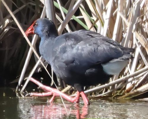 Slípka modrá (Porphyrio porphyrio)