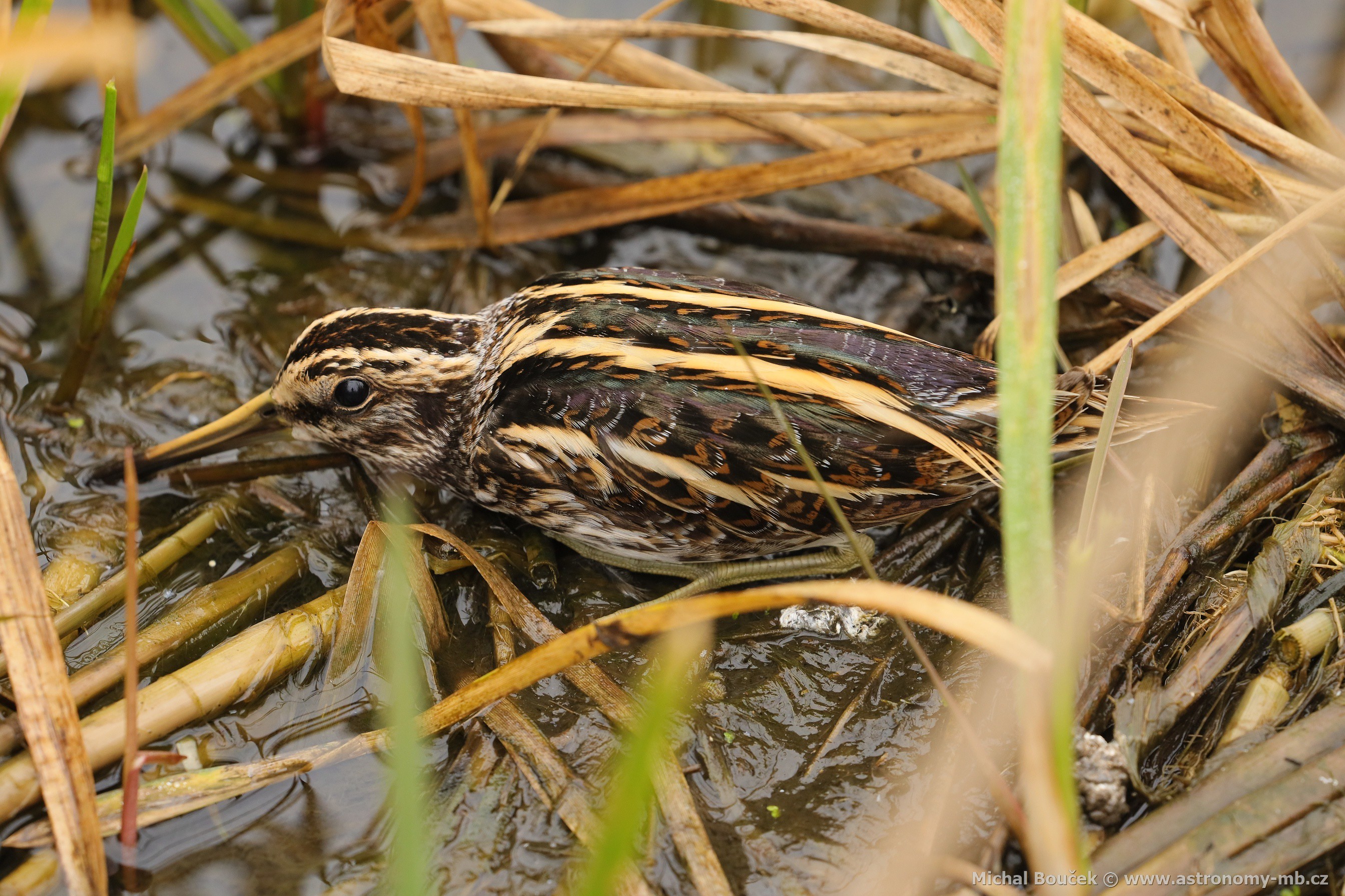 Slučka malá (Lymnocryptes minimus)