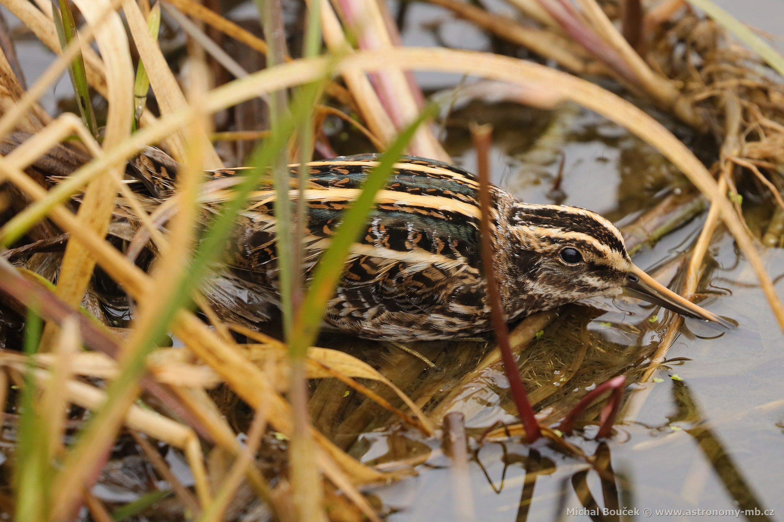 Slučka malá (Lymnocryptes minimus)