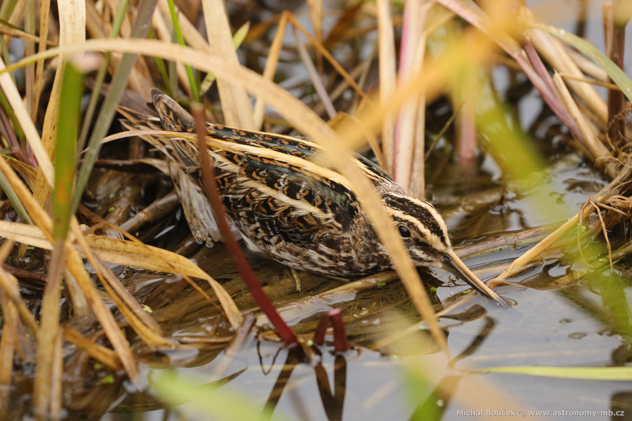 Slučka malá (Lymnocryptes minimus)