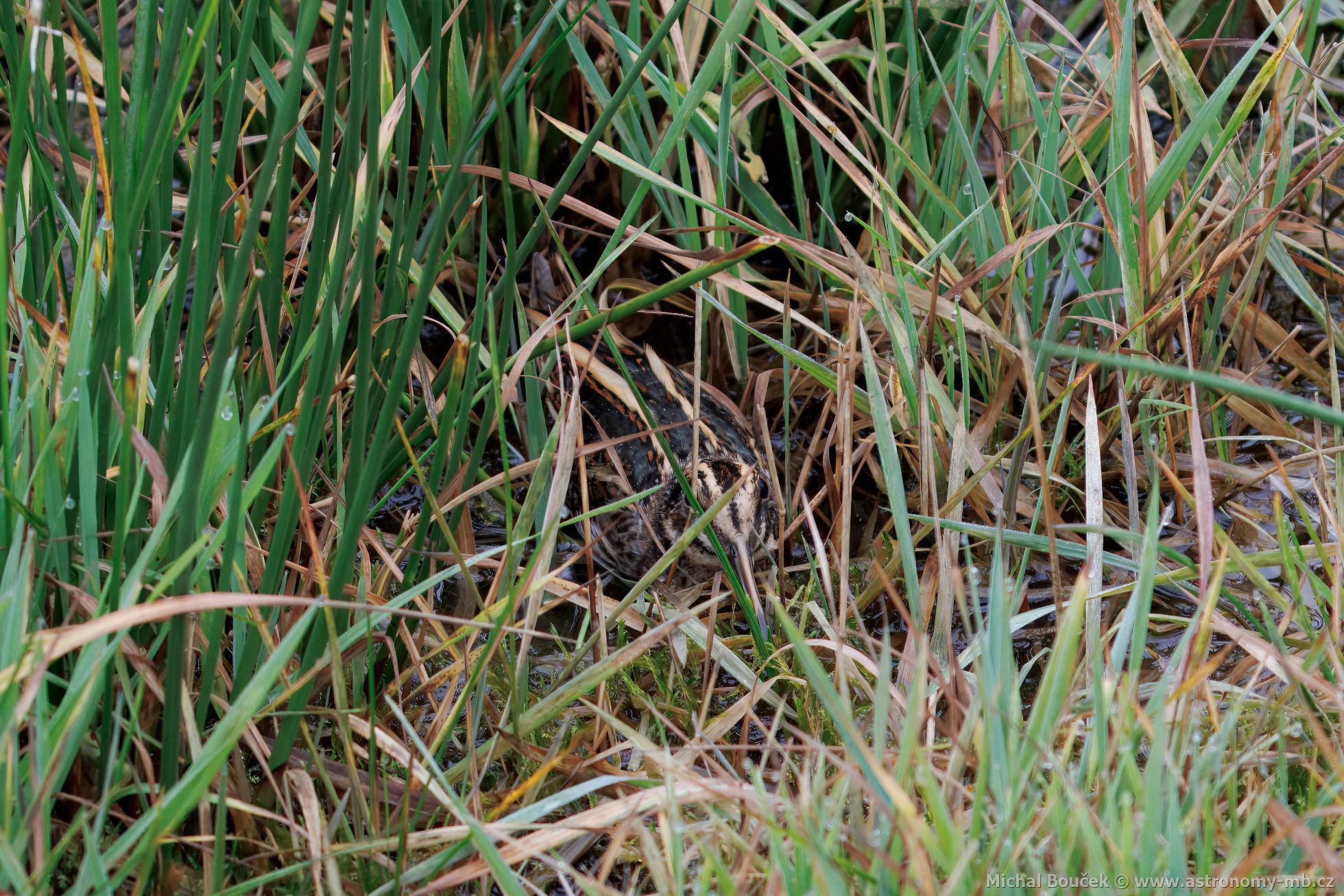 Slučka malá (Lymnocryptes minimus)