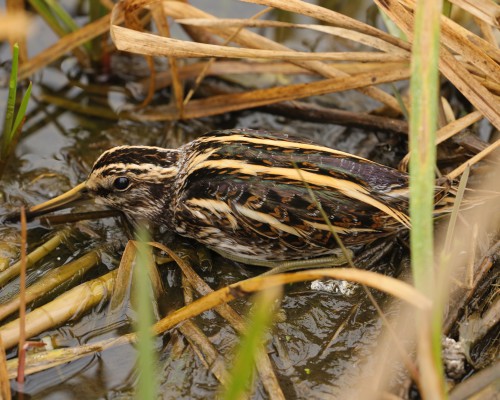 Sluka malá (Lymnocryptes minimus)