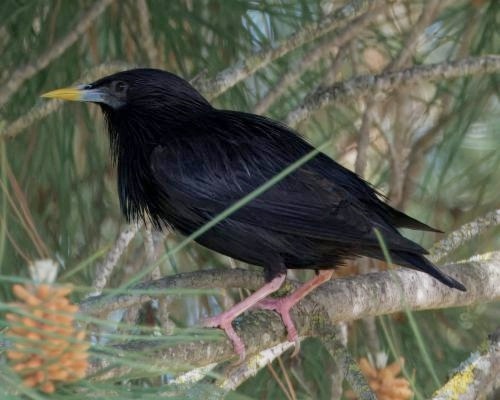 Špaek erný (Sturnus unicolor)