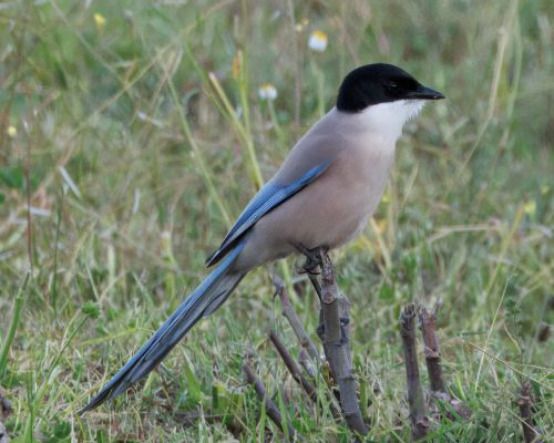 Straka iberská (Cyanopica cooki)