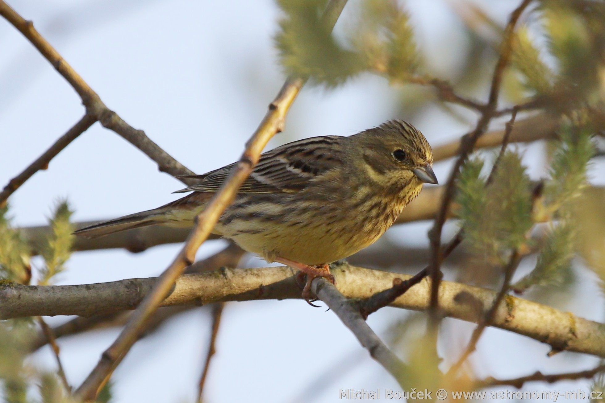 Strnad obecný (Emberiza citrinella)