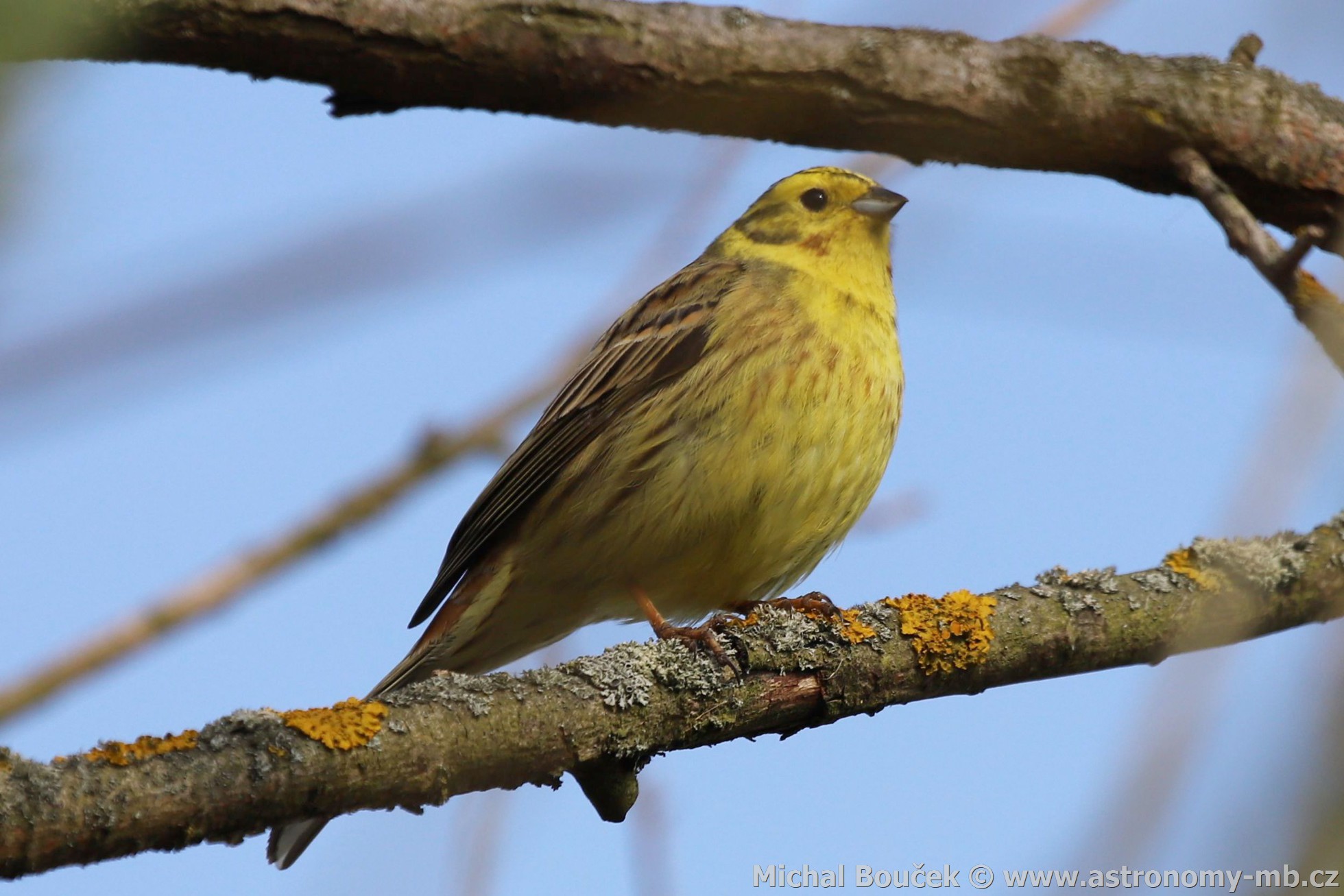 Strnad obecný (Emberiza citrinella)