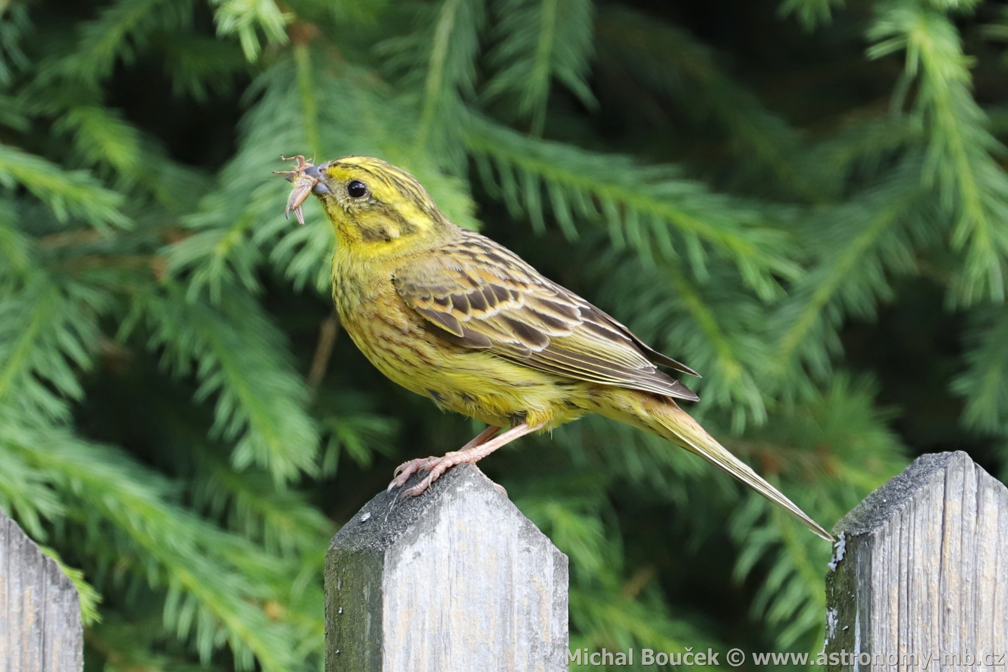 Strnad obecný (Emberiza citrinella)