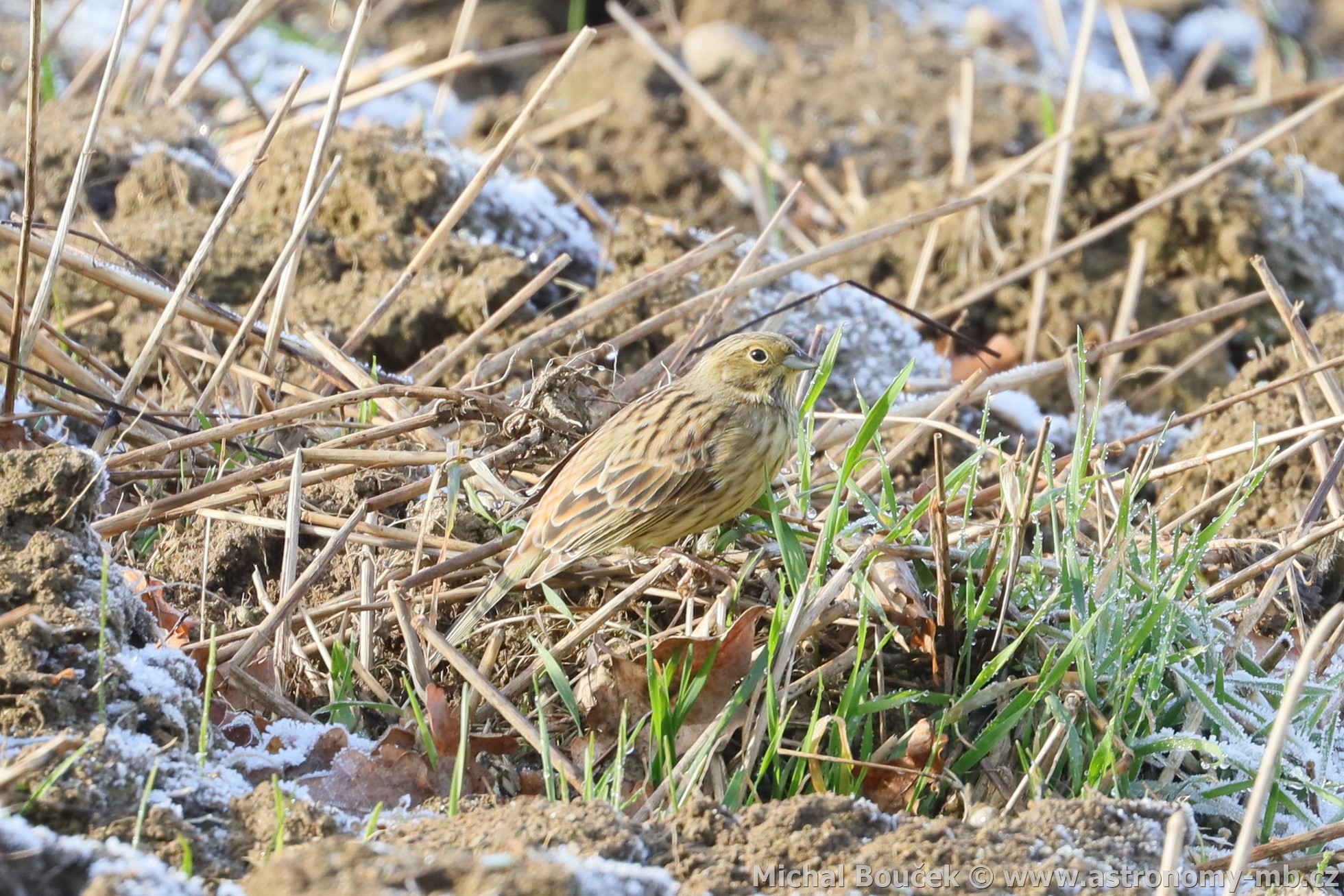 Strnad obecný (Emberiza citrinella)