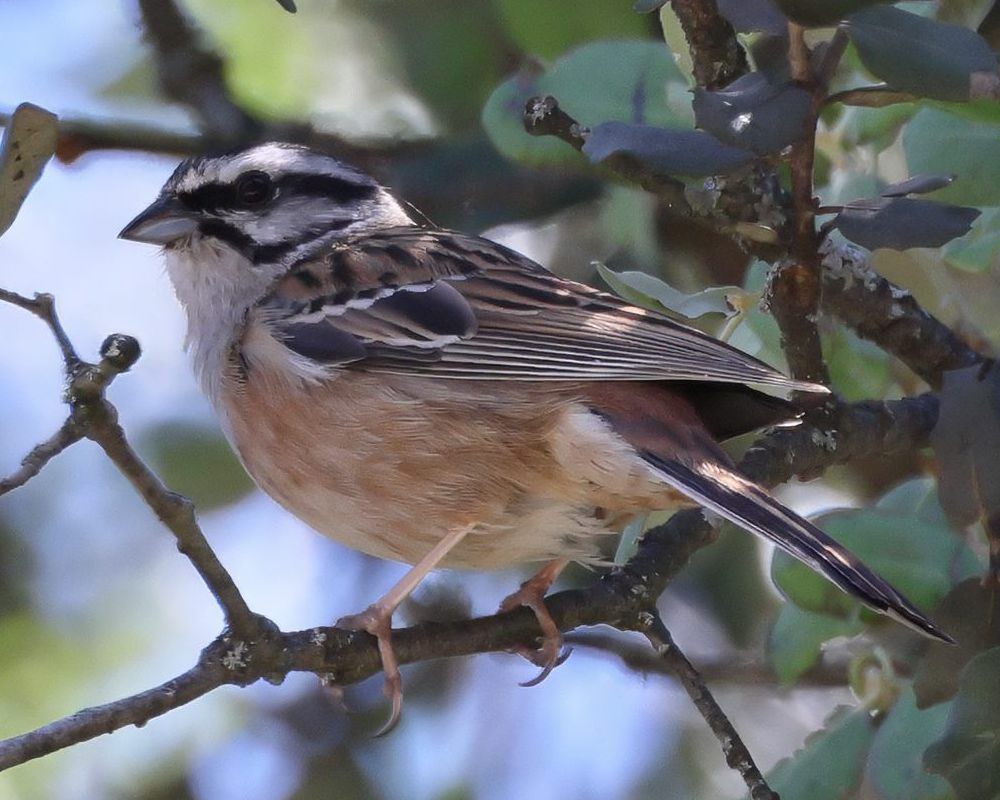 Strnad vininý (Emberiza cia)