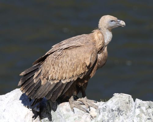 Sup blohlavý (Gyps fulvus)