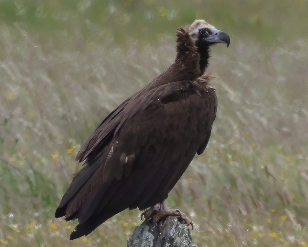 Sup hndý (Aegypius monachus)