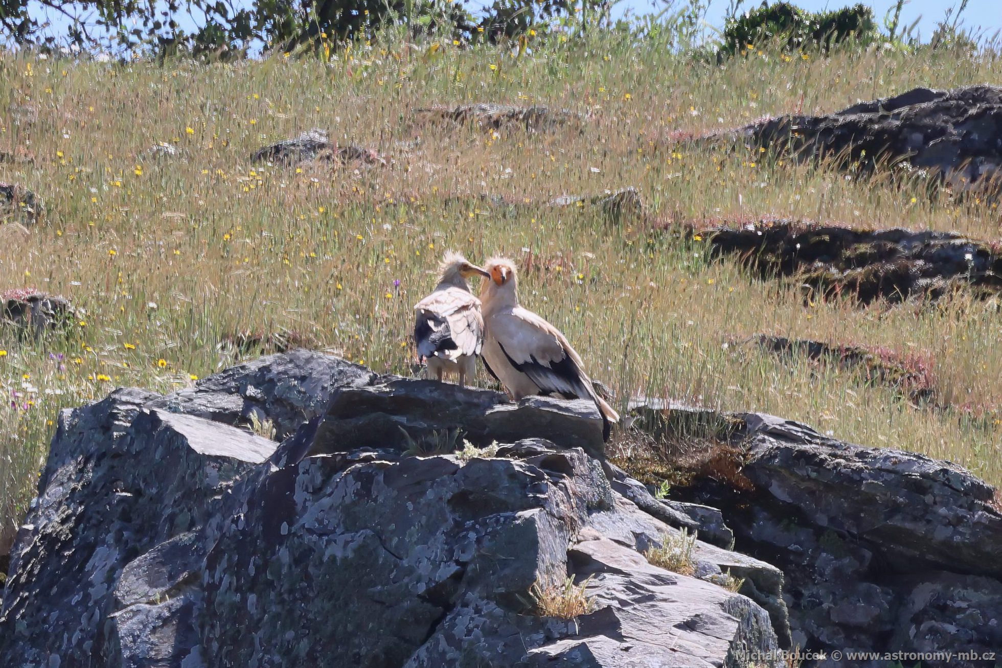 Sup mrchoravý (Neophron percnopterus)