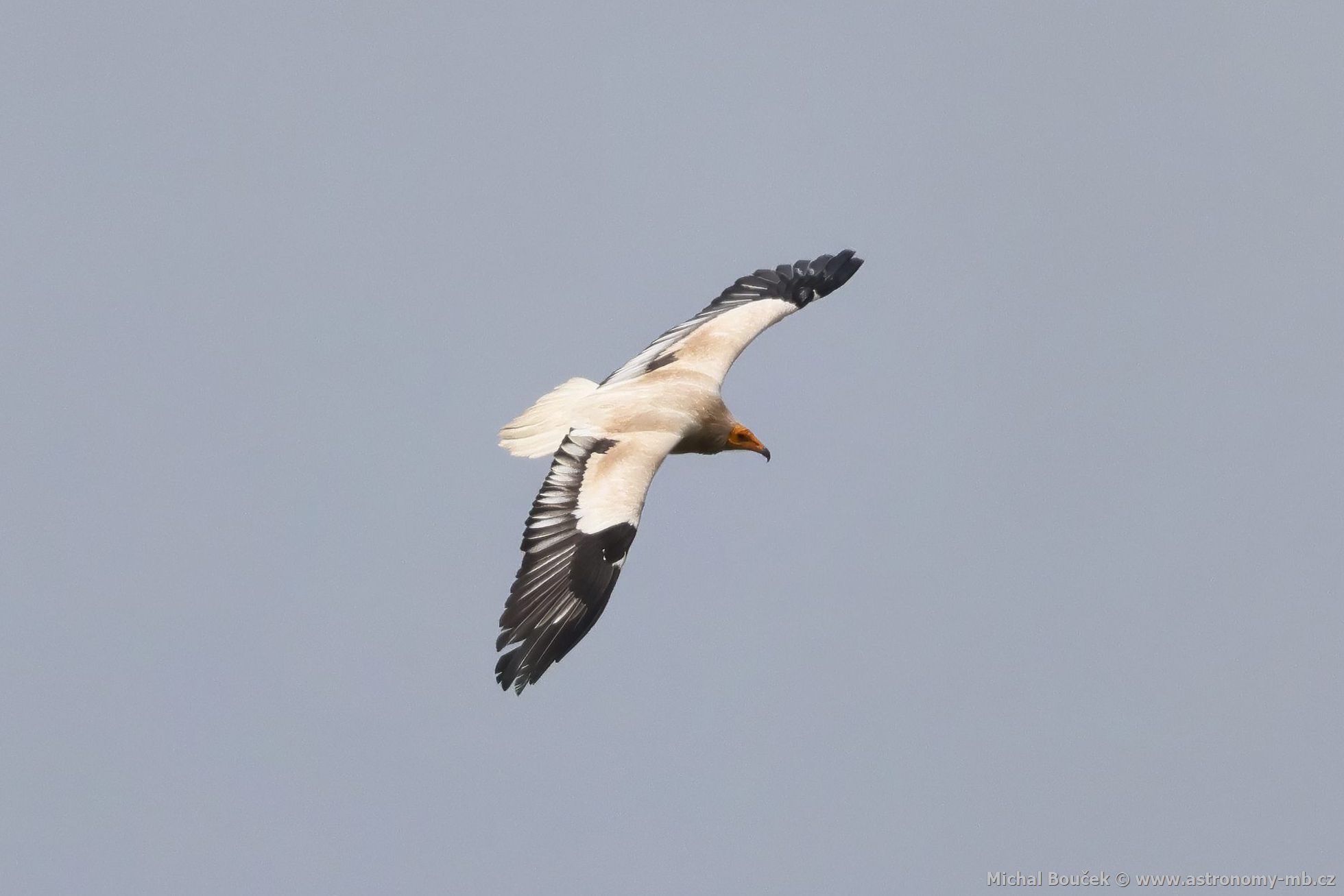 Sup mrchoravý (Neophron percnopterus)