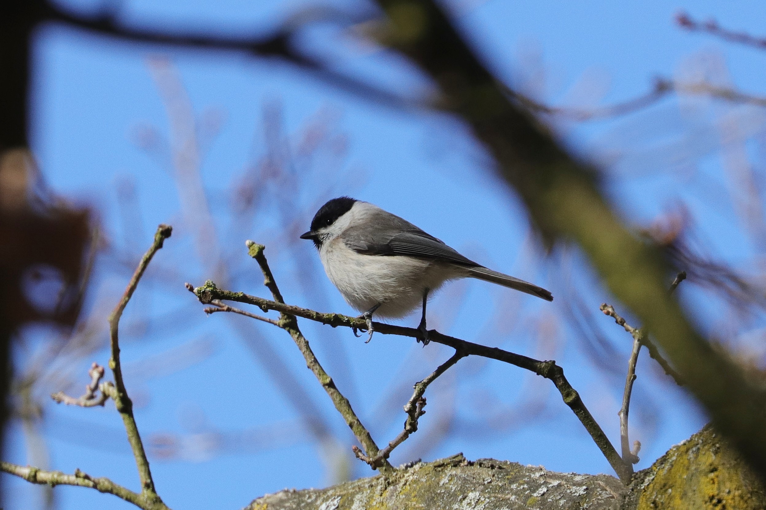 Sýkora babka (Parus palustris)