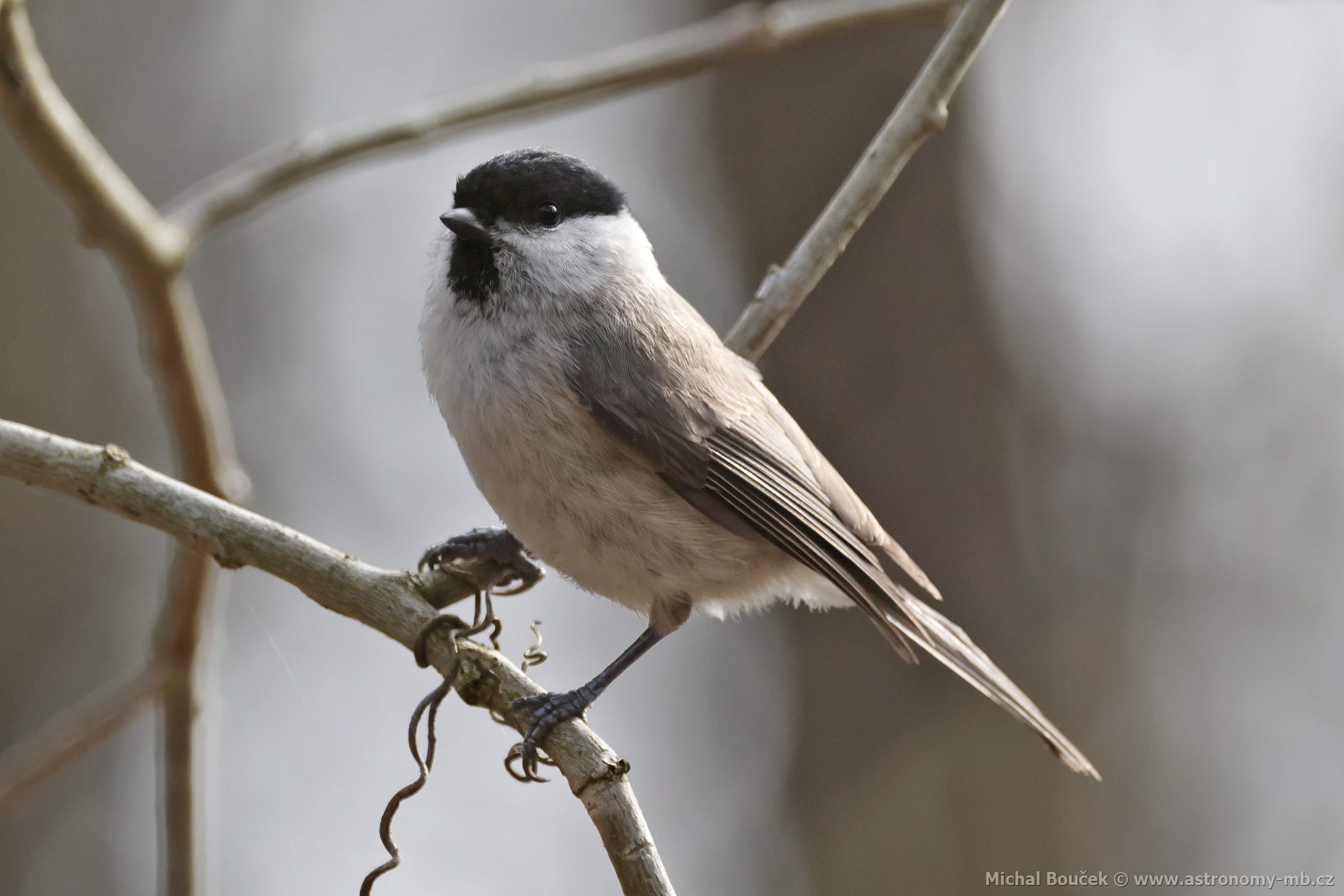 Sýkora babka (Parus palustris)