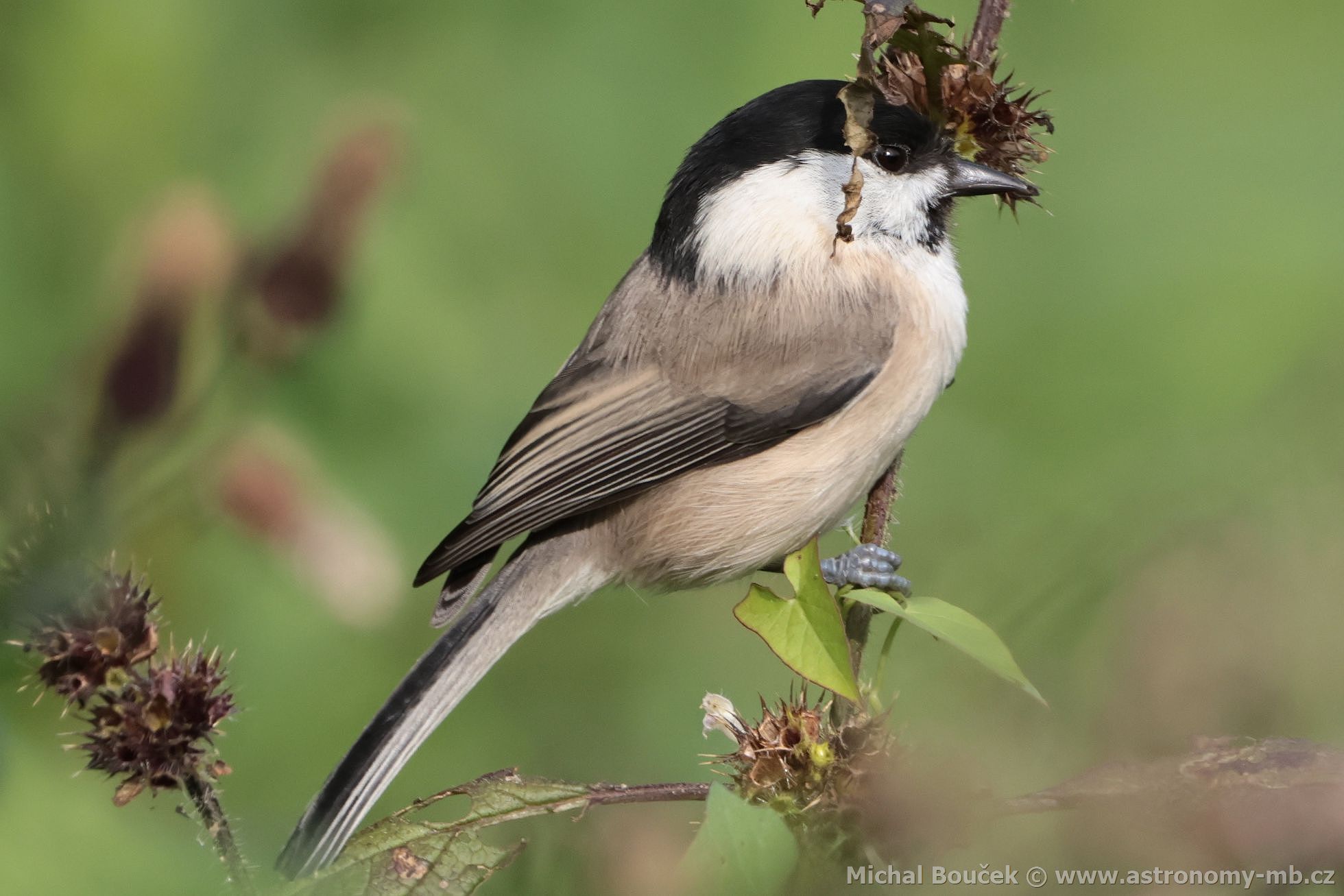 Sýkora luní (Parus montanus)