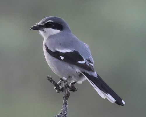 uhýk iberský (Lanius meridionalis)