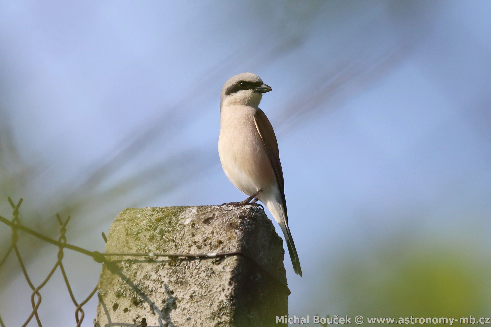 uhýk obecný (Lanius collurio)