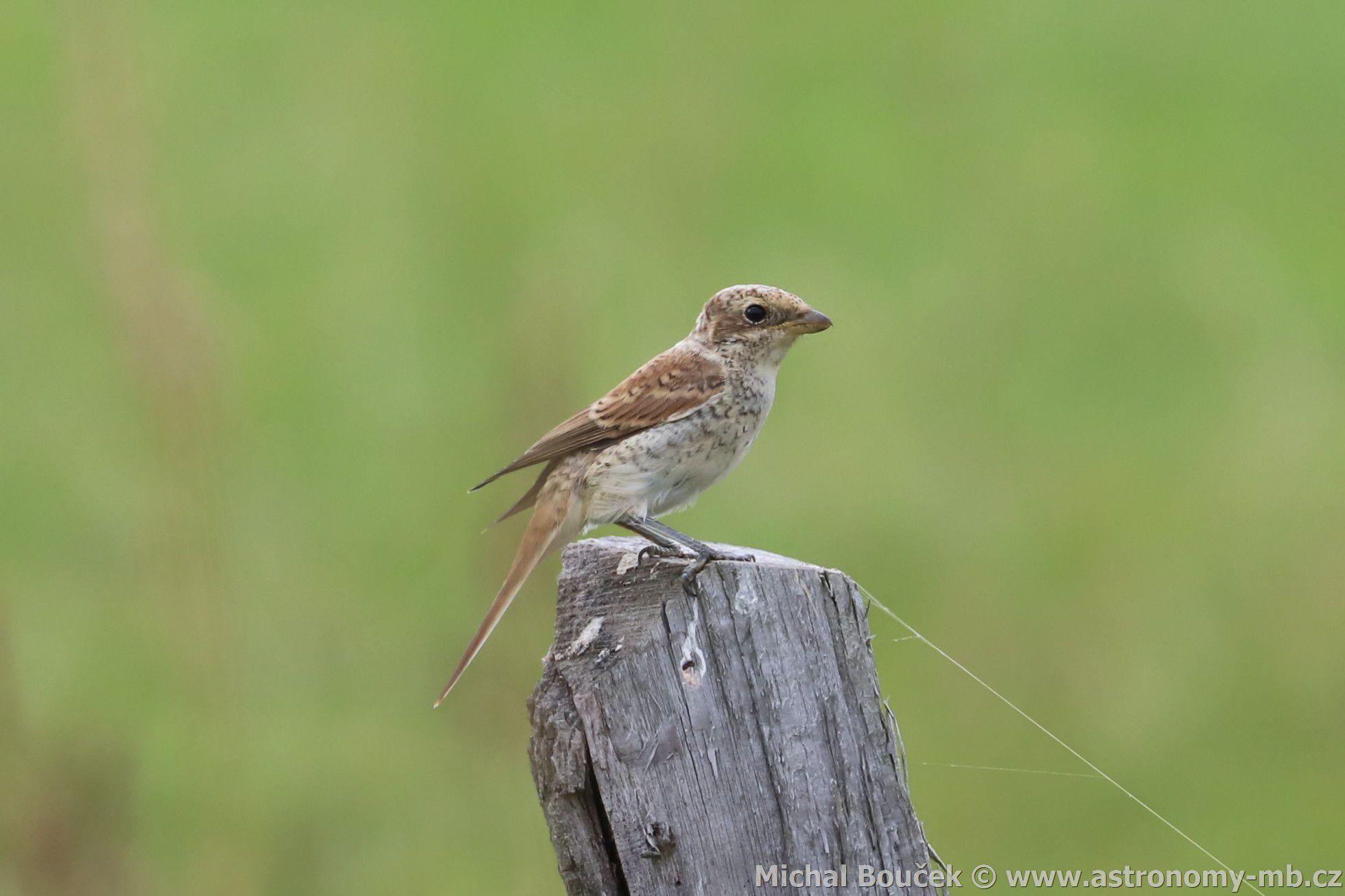 uhýk obecný (Lanius collurio)