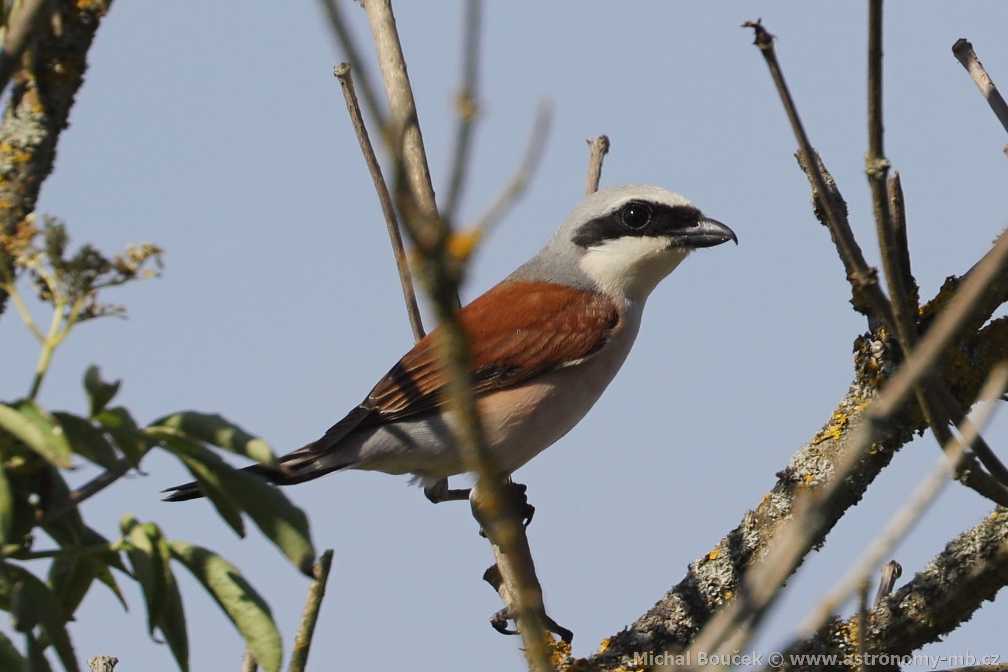 uhýk obecný (Lanius collurio)