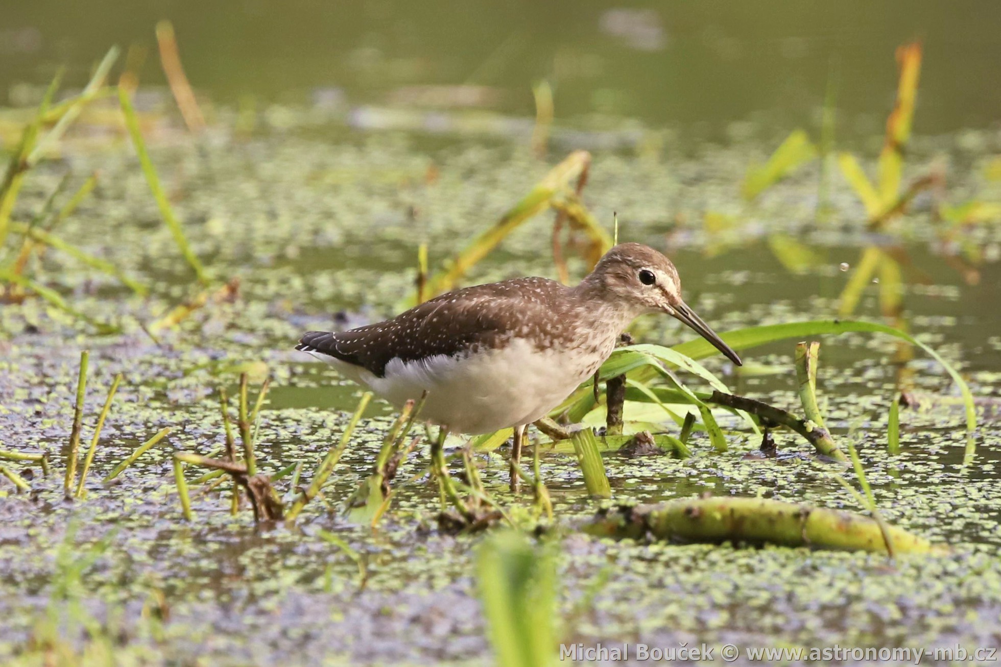 Vodouš kropenatý (Tringa ochropus)