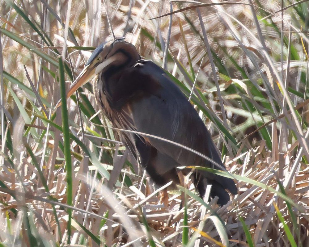Volavka ervená (Ardea purpurea)
