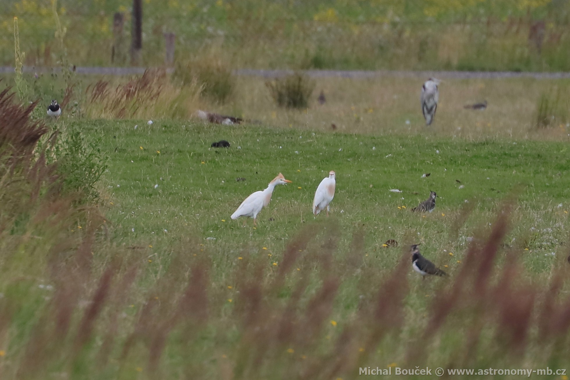 Volavka rusohlavá (Bubulcus ibis) Volavka rusohlavá (Bubulcus ibis)