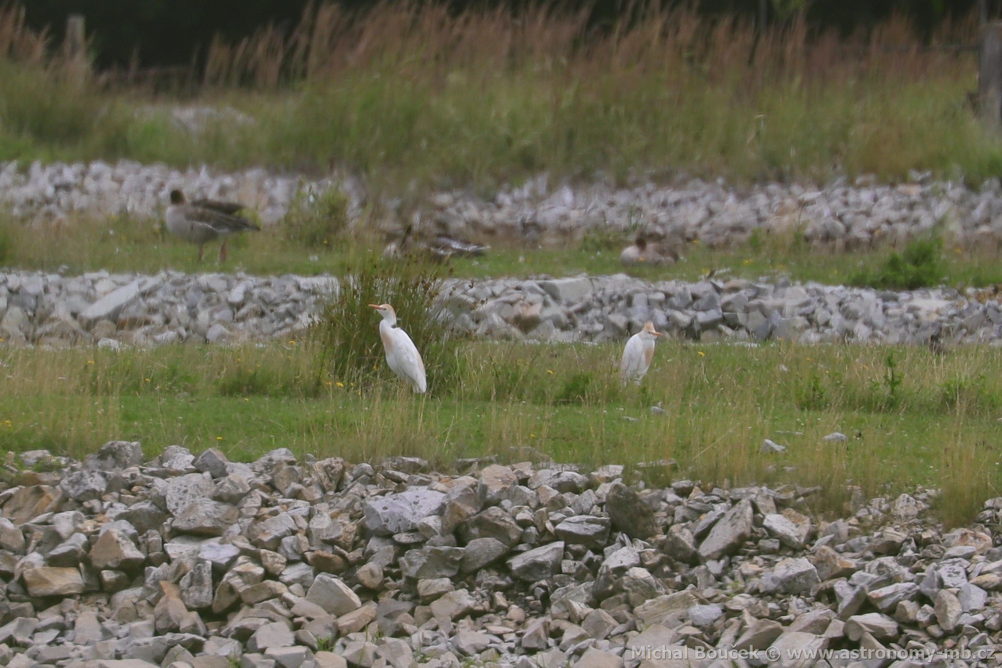 Volavka rusohlavá (Bubulcus ibis) Volavka rusohlavá (Bubulcus ibis)