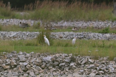 Volavka rusohlavá (Bubulcus ibis)