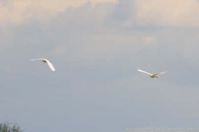 Volavka rusohlavá (Bubulcus ibis)
