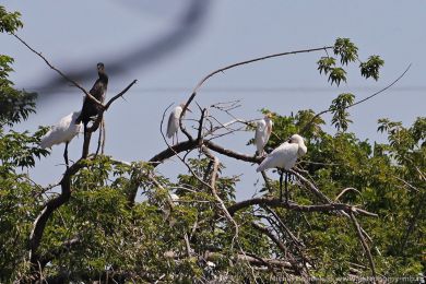 Volavka rusohlavá (Bubulcus ibis)
