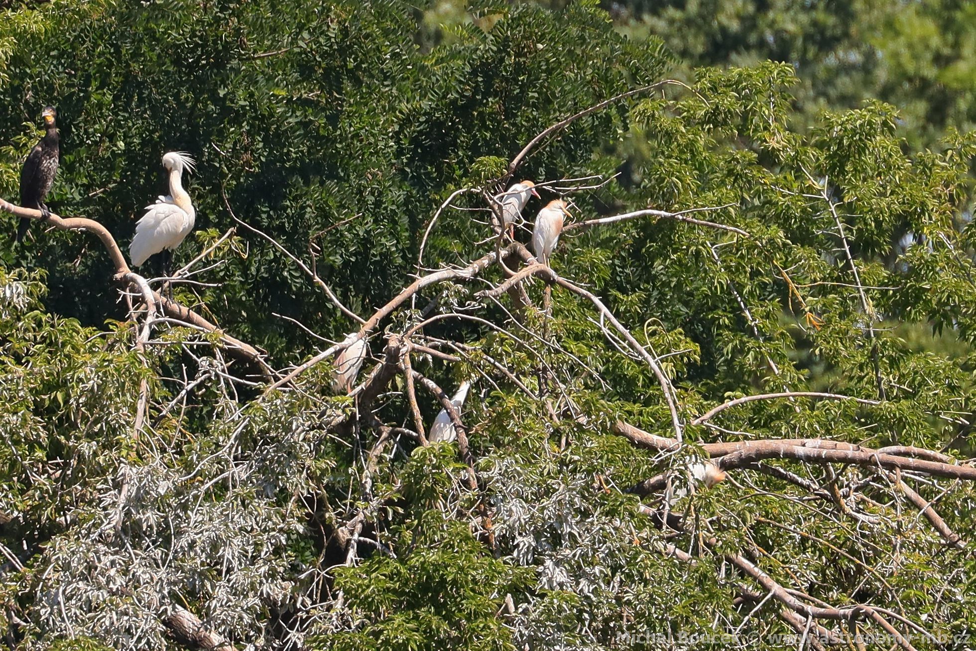 Volavka rusohlavá (Bubulcus ibis) Volavka rusohlavá (Bubulcus ibis)