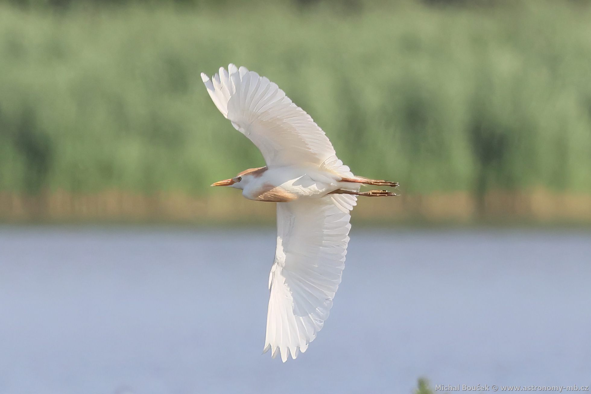 Volavka rusohlavá (Bubulcus ibis) Volavka rusohlavá (Bubulcus ibis)