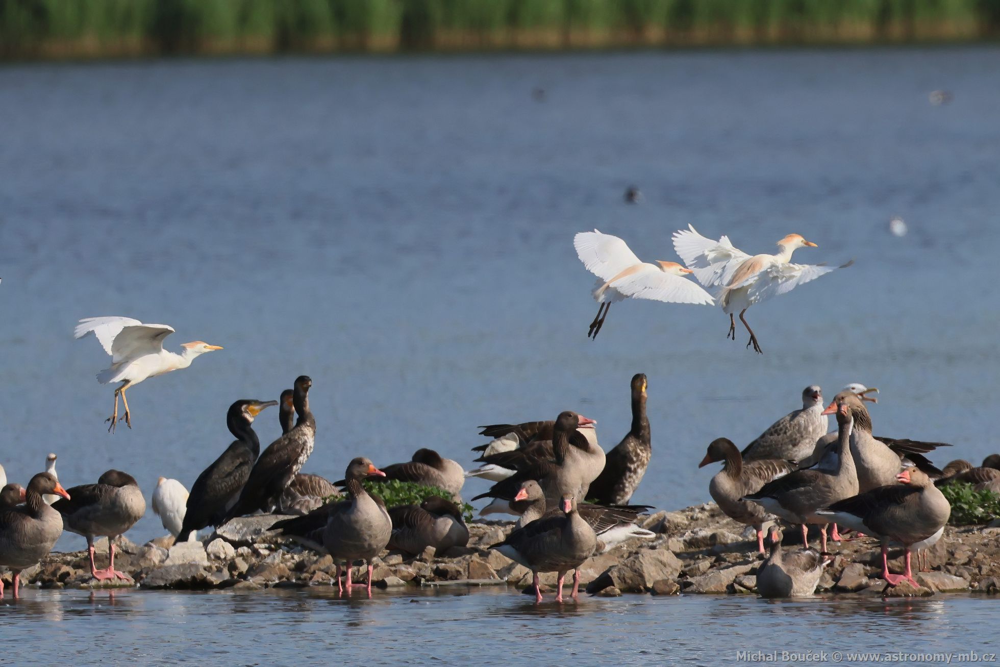 Volavka rusohlavá (Bubulcus ibis) Volavka rusohlavá (Bubulcus ibis)