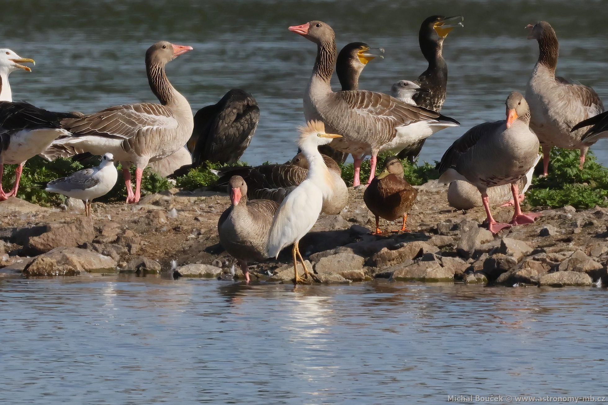 Volavka rusohlavá (Bubulcus ibis) Volavka rusohlavá (Bubulcus ibis)
