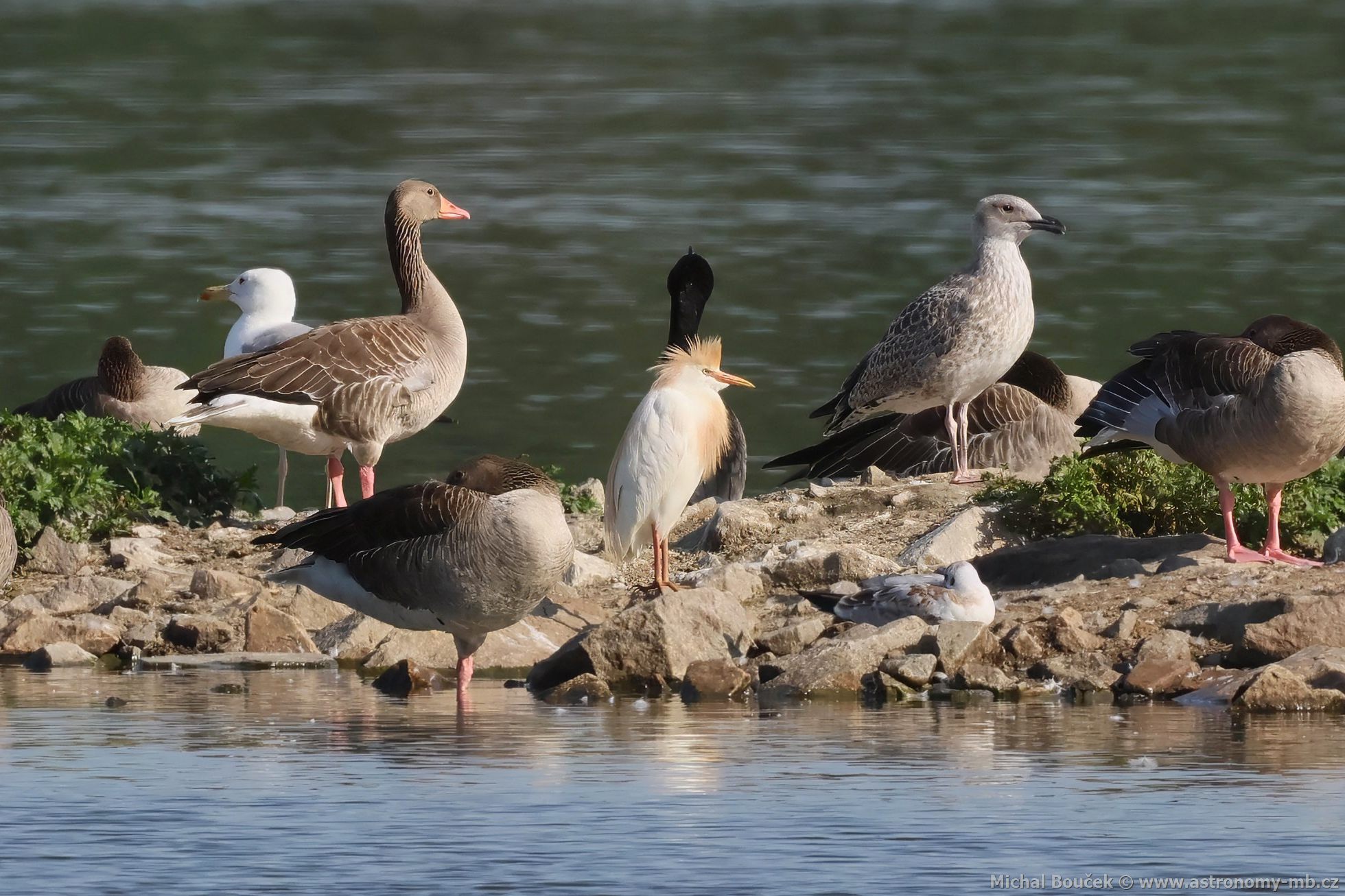 Volavka rusohlavá (Bubulcus ibis) Volavka rusohlavá (Bubulcus ibis)