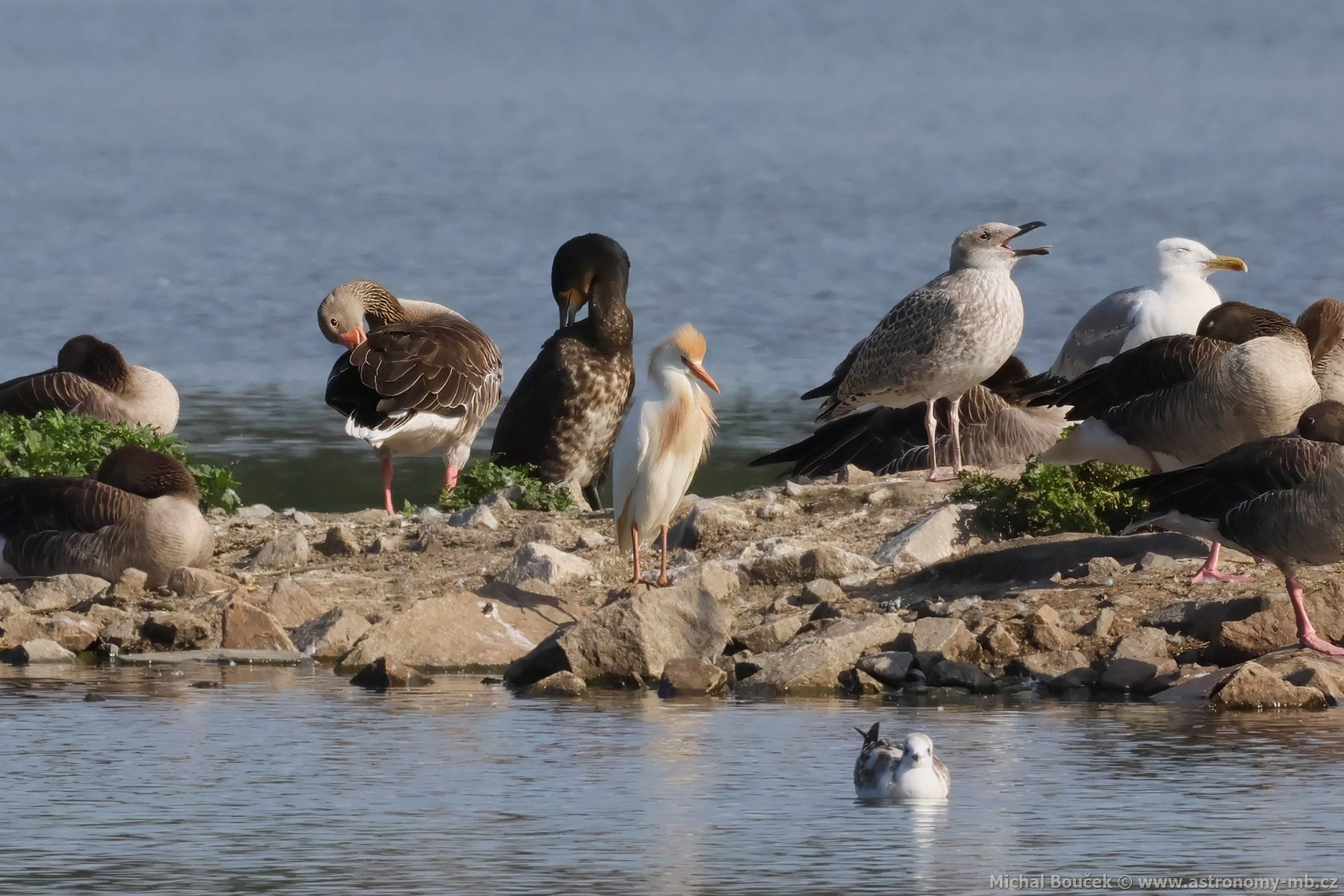 Volavka rusohlavá (Bubulcus ibis) Volavka rusohlavá (Bubulcus ibis)