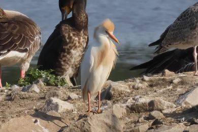 Volavka rusohlavá (Bubulcus ibis)