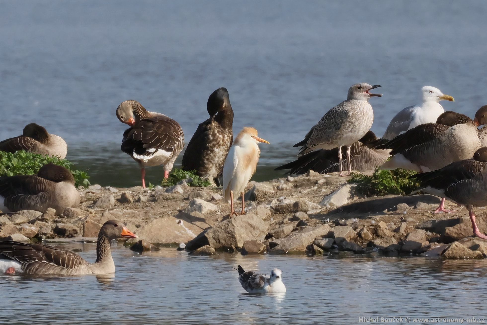 Volavka rusohlavá (Bubulcus ibis) Volavka rusohlavá (Bubulcus ibis)