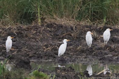 Volavka rusohlavá (Bubulcus ibis)