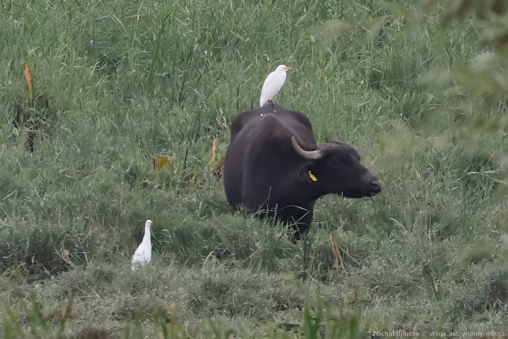 Volavka rusohlavá (Bubulcus ibis) Volavka rusohlavá (Bubulcus ibis)