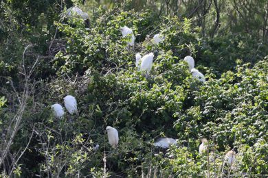 Volavka rusohlavá (Bubulcus ibis)