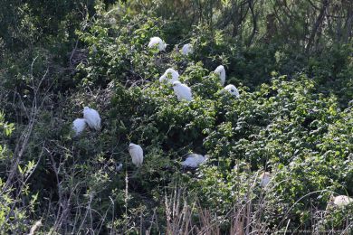Volavka rusohlavá (Bubulcus ibis)