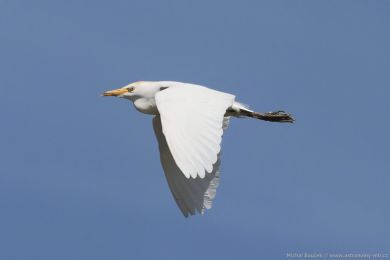 Volavka rusohlavá (Bubulcus ibis)