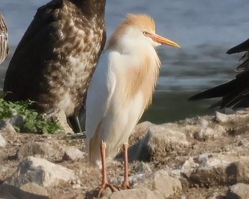 Volavka rusohlavá (Bubulcus ibis)