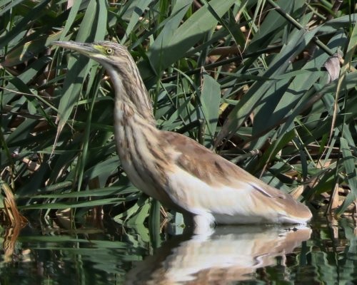 Volavka vlasatá (Ardeola ralloides)