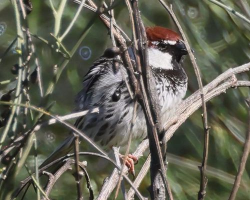 Vrabec pokovní (Passer hispaniolensis)