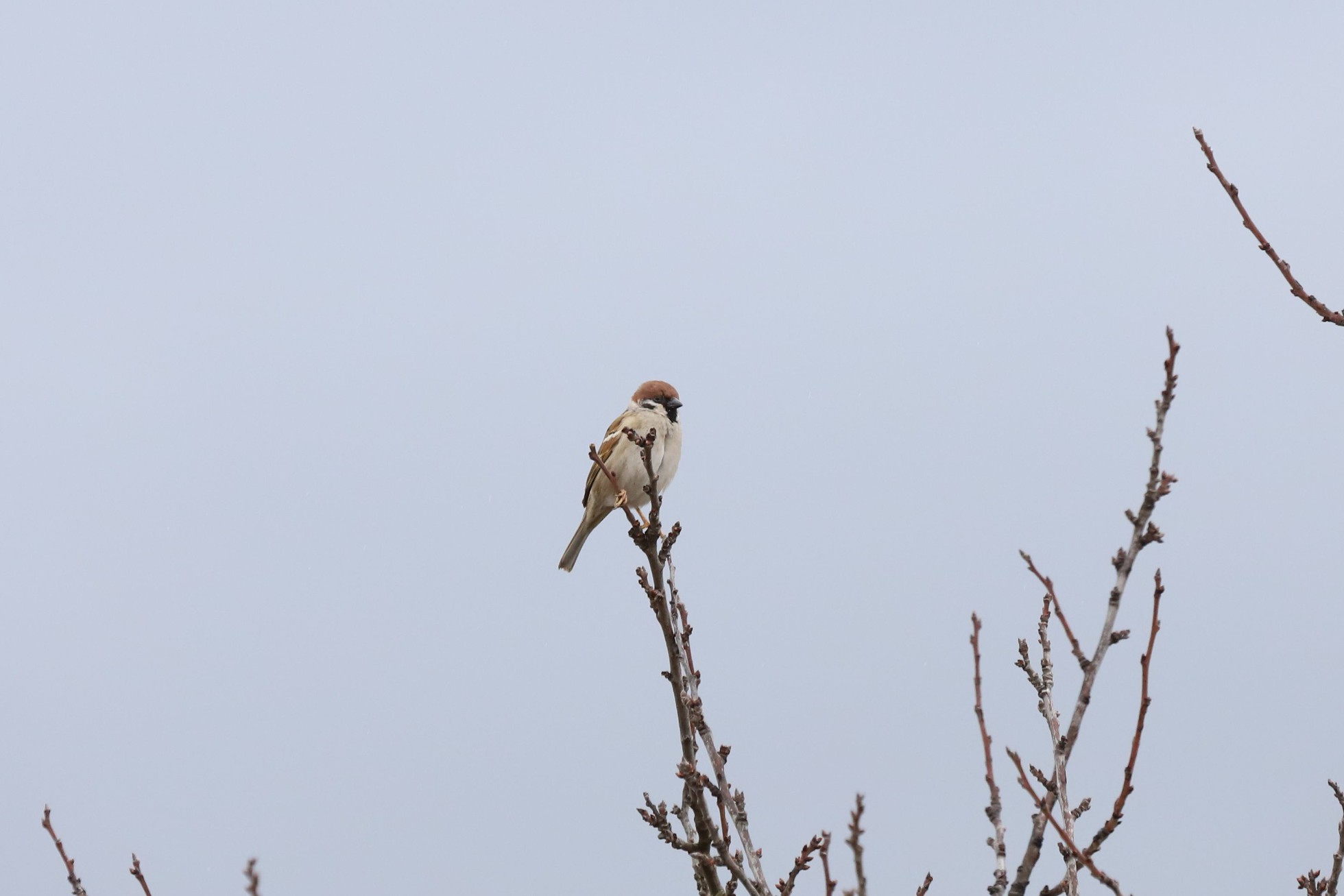 Vrabec polní (Passer montanus)